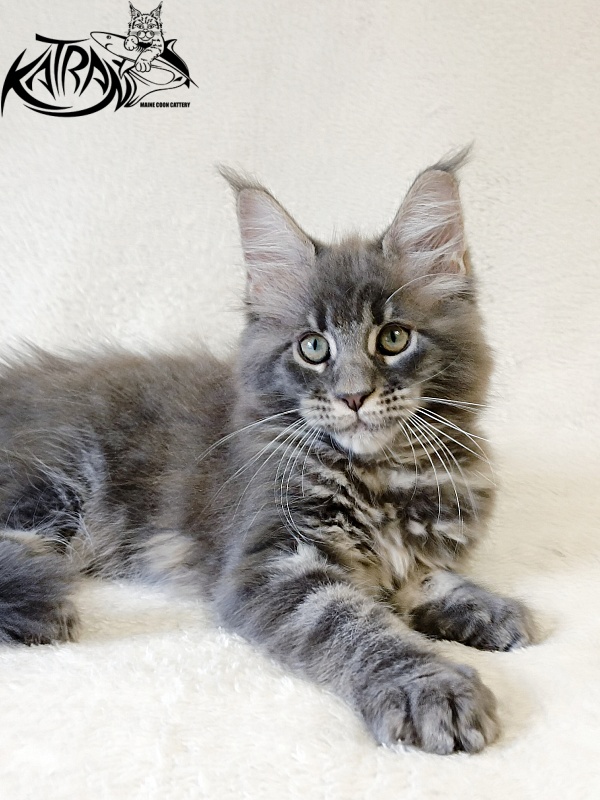 Katran Riviera - Kitten maine-coon 2 months 1 week