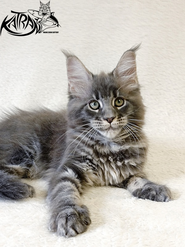 Katran Riviera - Kitten maine-coon 2 months 1 week