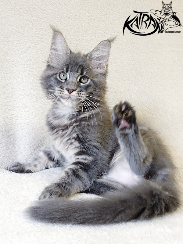 Katran Riviera - Kitten maine-coon 2 months 1 week