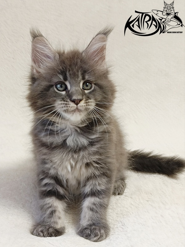 Katran Riviera - Kitten maine-coon 1 month 2 weeks