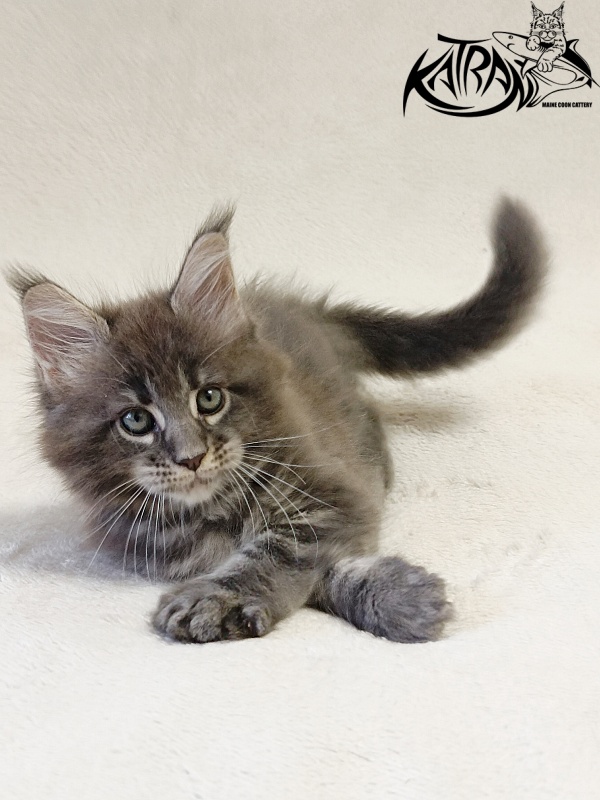 Katran Riviera - Kitten maine-coon 1 month 2 weeks