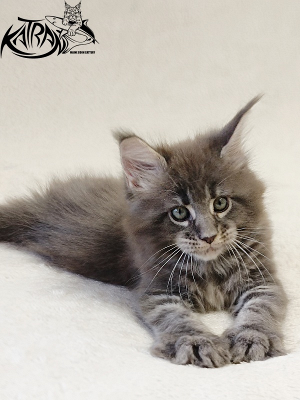 Katran Riviera - Kitten maine-coon 1 month 2 weeks