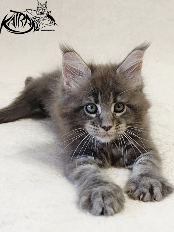 Katran Riviera - Kitten maine-coon 1 month 2 weeks