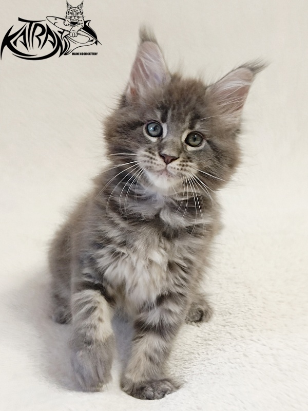 Katran Riviera - Kitten maine-coon 1 month 2 weeks