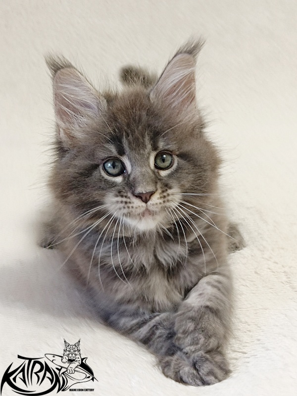 Katran Riviera - Kitten maine-coon 1 month 2 weeks