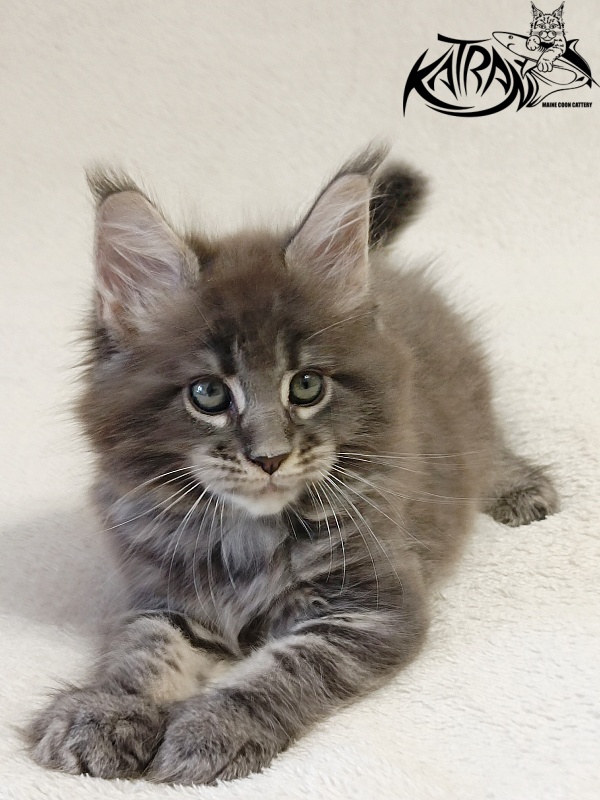 Katran Riviera - Kitten maine-coon 1 month 2 weeks