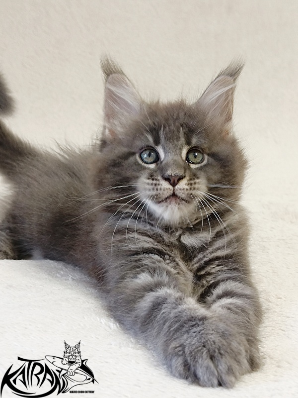 Katran Riviera - Kitten maine-coon 1 month 2 weeks