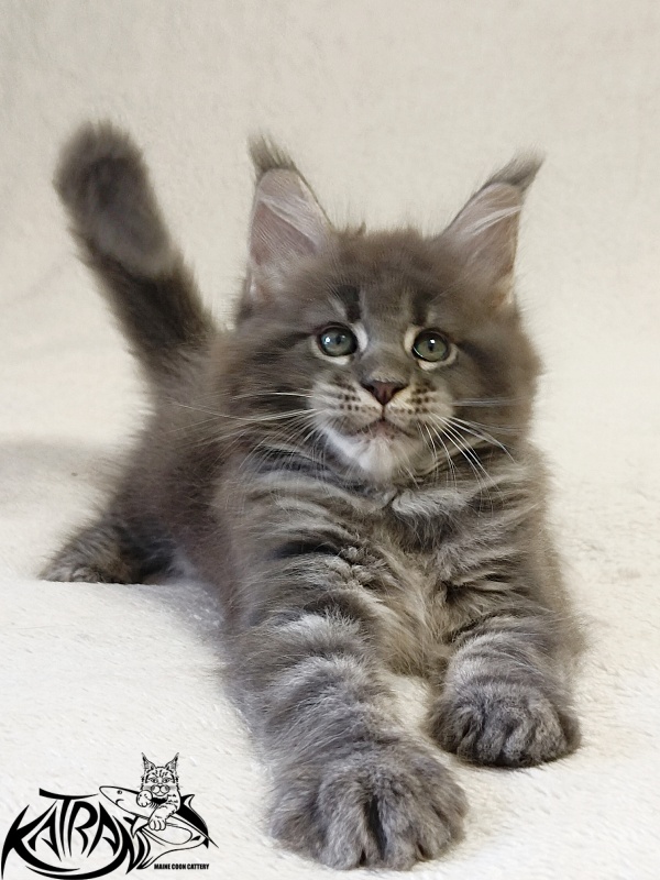 Katran Riviera - Kitten maine-coon 1 month 2 weeks