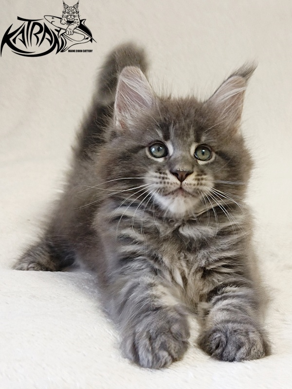 Katran Riviera - Kitten maine-coon 1 month 2 weeks