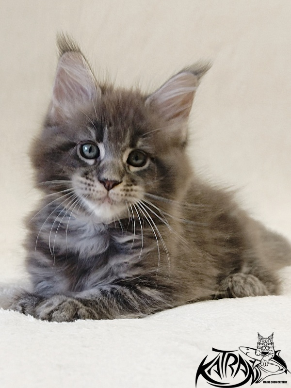Katran Riviera - Kitten maine-coon 1 month 2 weeks
