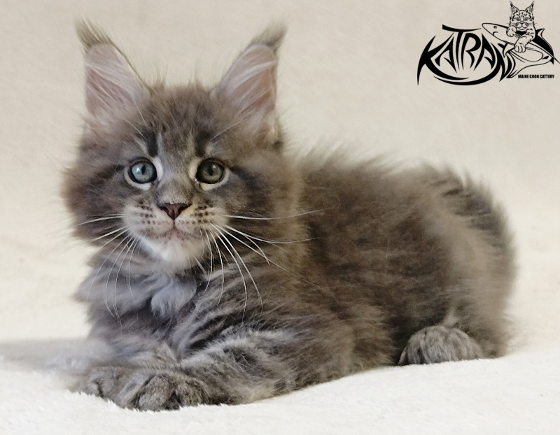 Katran Riviera - Kitten maine-coon 1 month 2 weeks