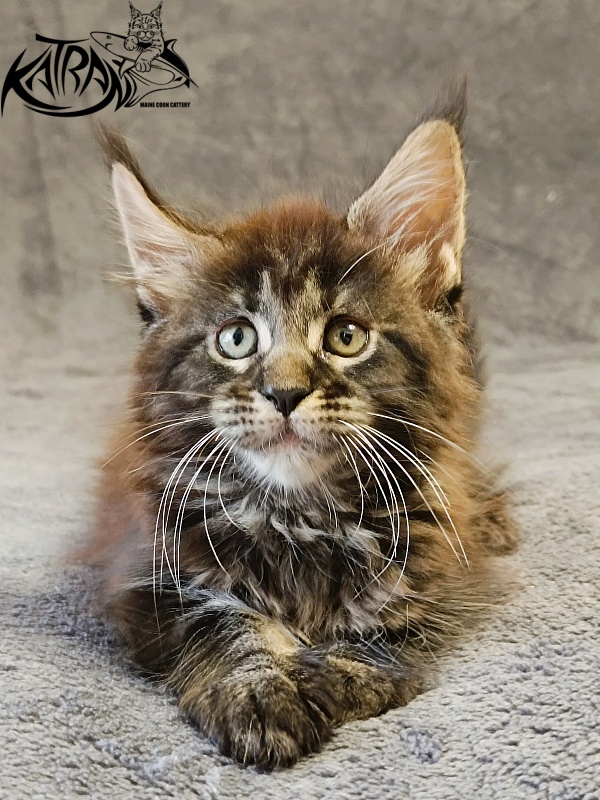 Katran Roxana - Kitten maine-coon 1 month 2 weeks