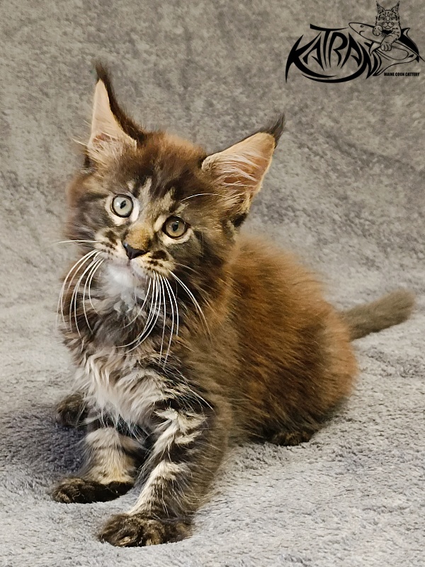 Katran Roxana - Kitten maine-coon 1 month 2 weeks
