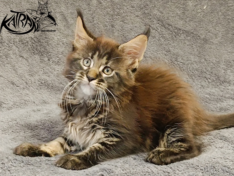 Katran Roxana - Kitten maine-coon 1 month 2 weeks