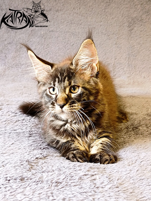 Katran Roxana - Kitten maine-coon 2 months 1 week