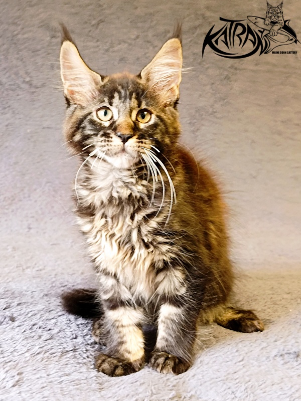 Katran Roxana - Kitten maine-coon 2 months 1 week