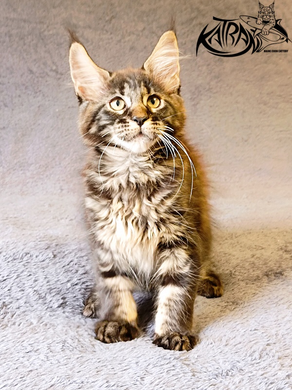 Katran Roxana - Kitten maine-coon 2 months 1 week