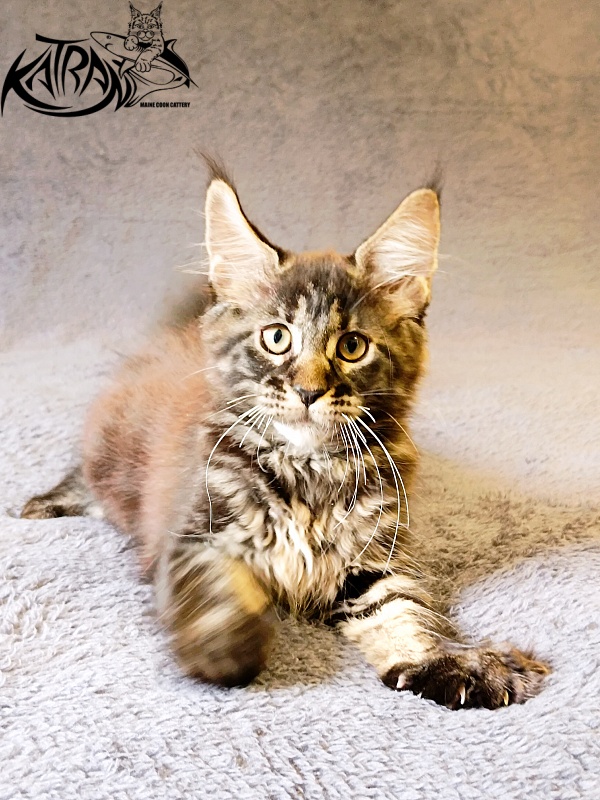 Katran Roxana - Kitten maine-coon 2 months 1 week