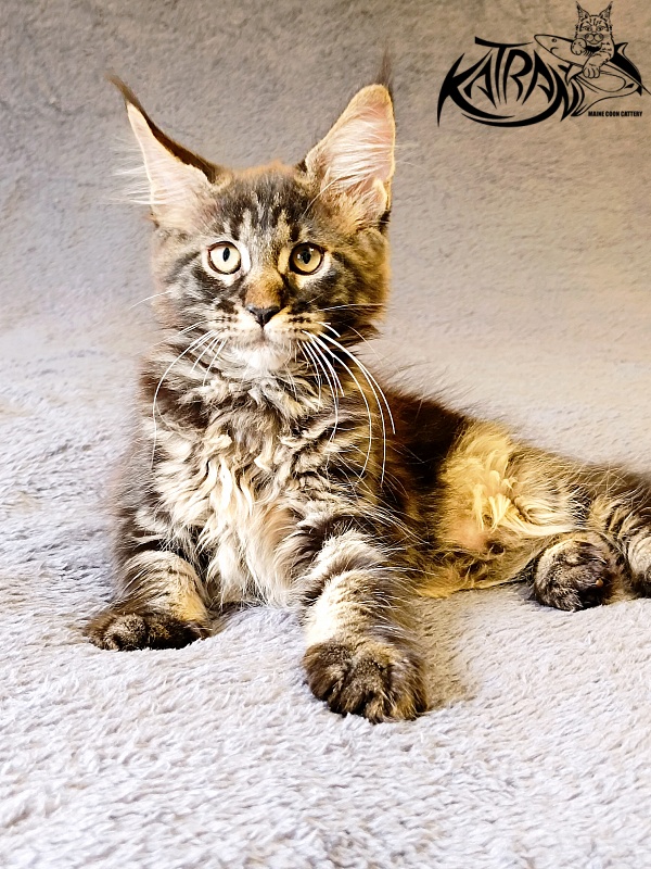 Katran Roxana - Kitten maine-coon 2 months 1 week