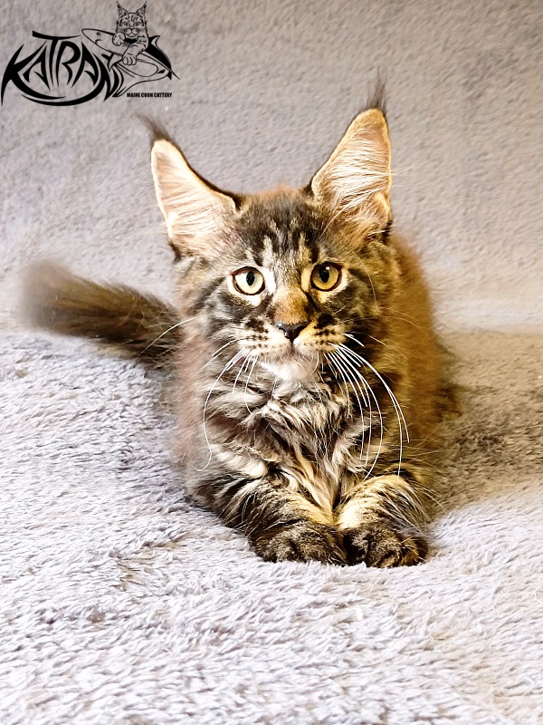 Katran Roxana - Kitten maine-coon 2 months 1 week