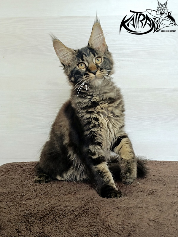 Katran Roxana - Kitten maine-coon 3 months