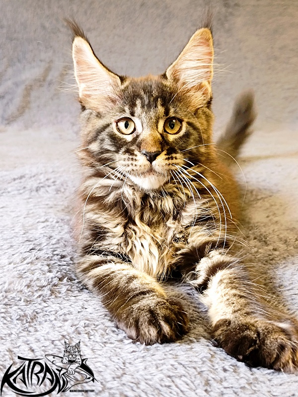 Katran Roxana - Kitten maine-coon 2 months 1 week
