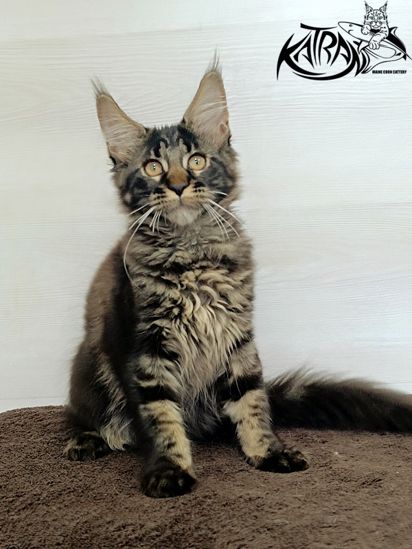 Katran Roxana - Kitten maine-coon 3 months