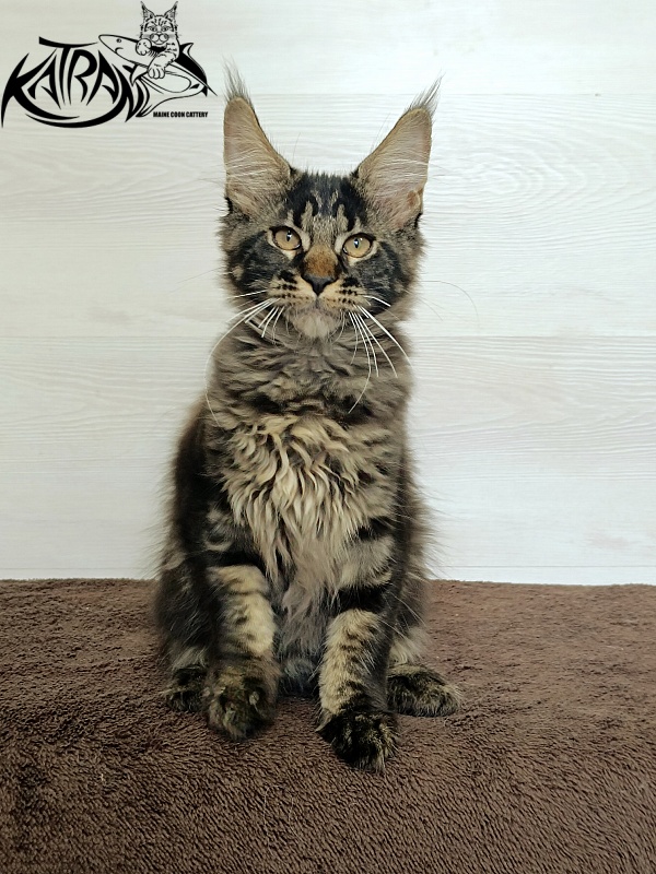 Katran Roxana - Kitten maine-coon 3 months