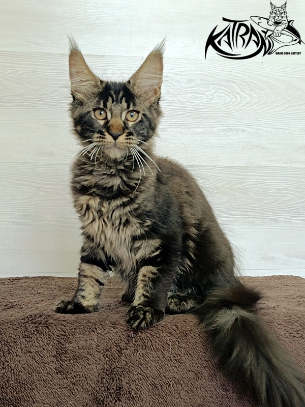 Katran Roxana - Kitten maine-coon 3 months