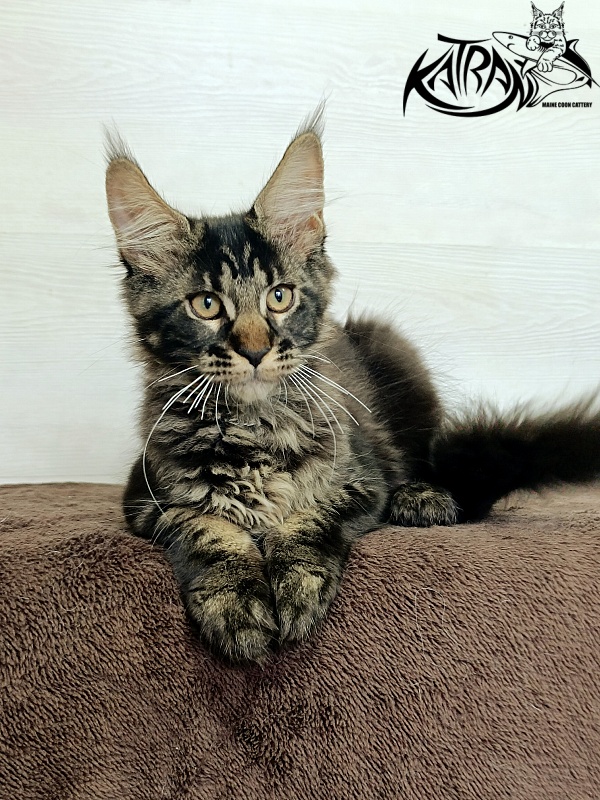 Katran Roxana - Kitten maine-coon 3 months