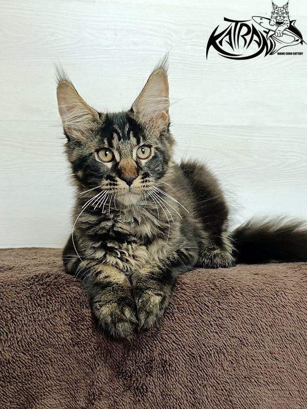 Katran Roxana - Kitten maine-coon 3 months
