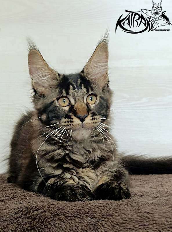 Katran Roxana - Kitten maine-coon 3 months