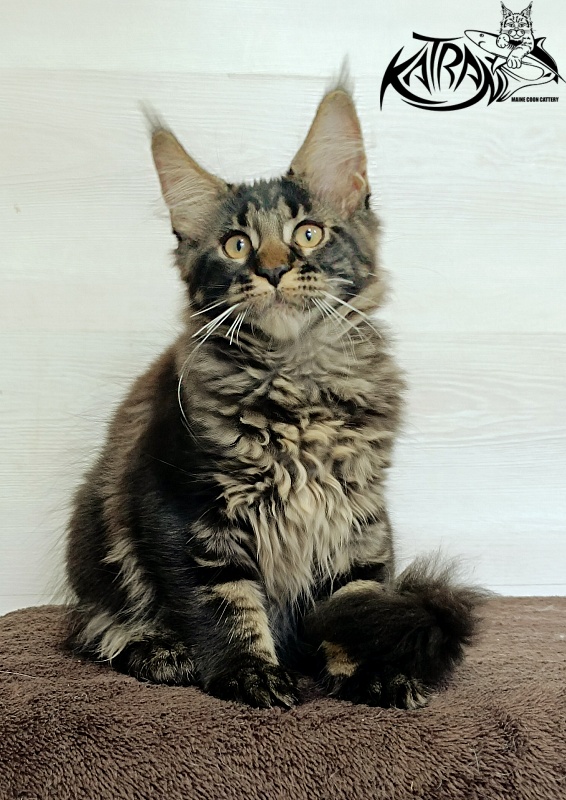 Katran Roxana - Kitten maine-coon 3 months
