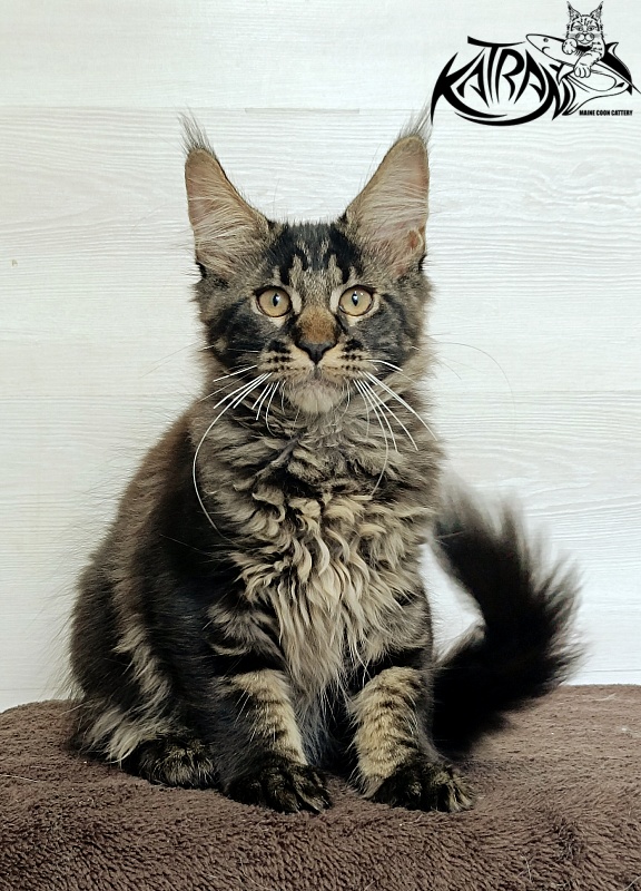 Katran Roxana - Kitten maine-coon 3 months