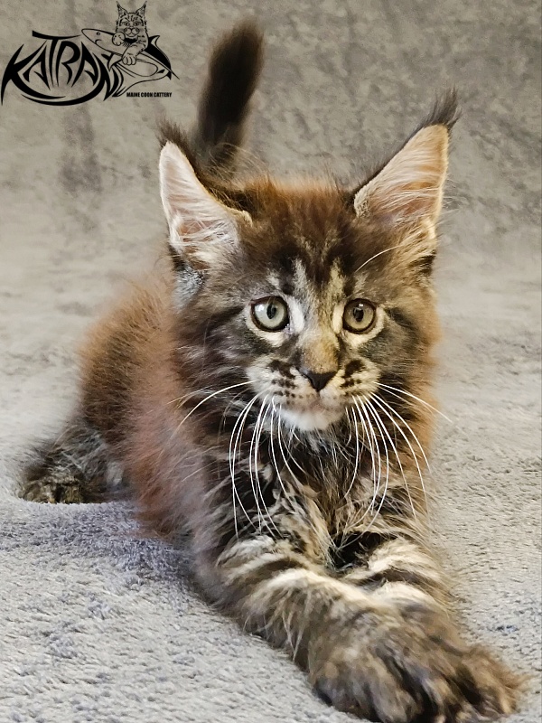 Katran Roxana - Kitten maine-coon 1 month 2 weeks