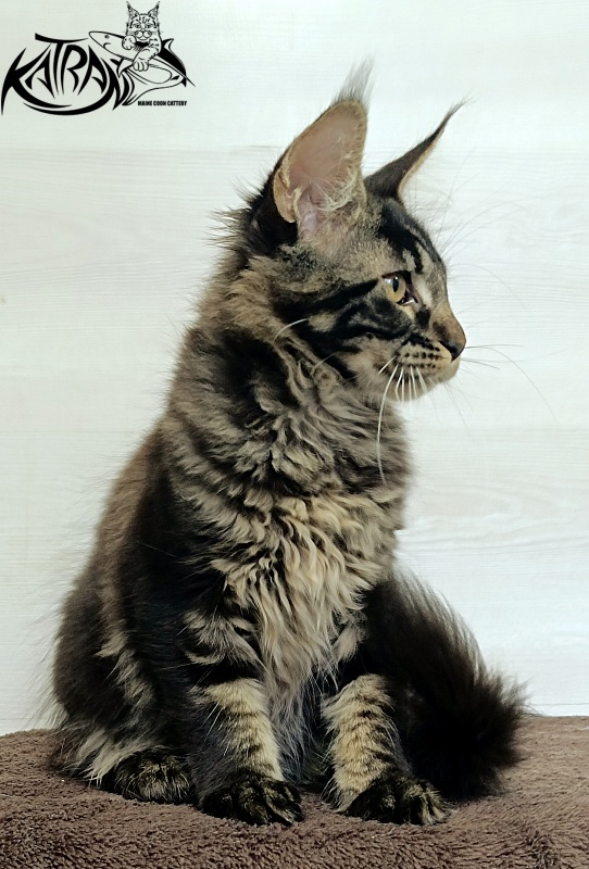 Katran Roxana - Kitten maine-coon 3 months