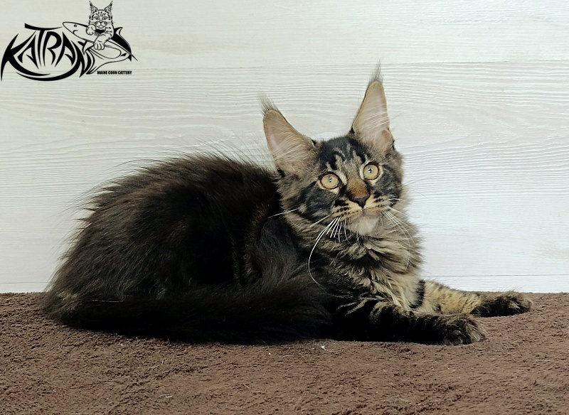 Katran Roxana - Kitten maine-coon 3 months