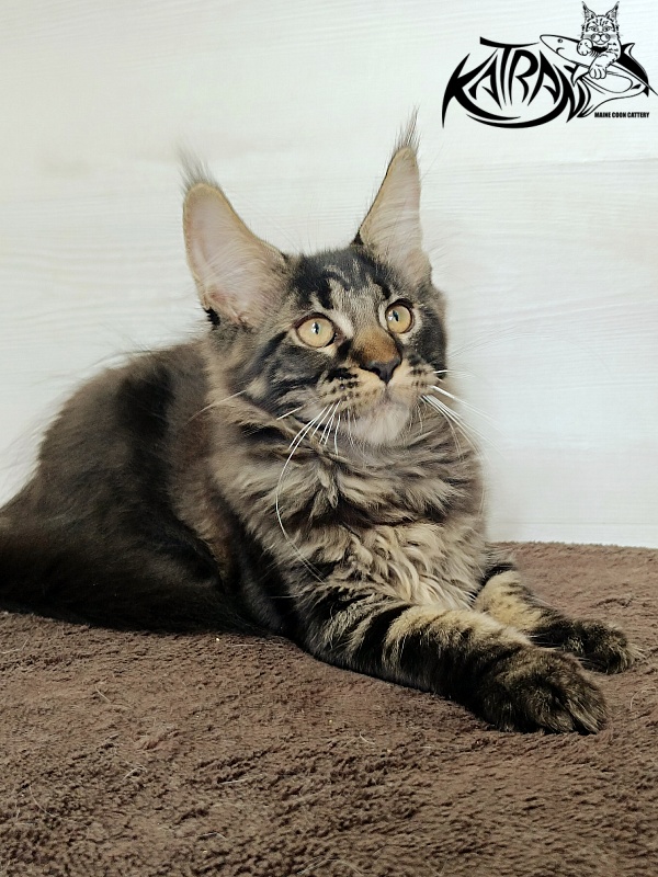 Katran Roxana - Kitten maine-coon 3 months