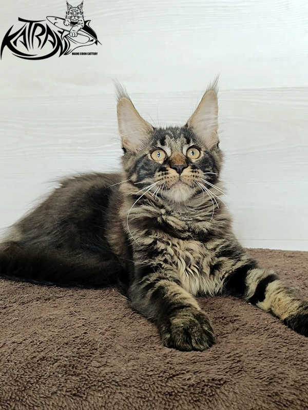 Katran Roxana - Kitten maine-coon 3 months