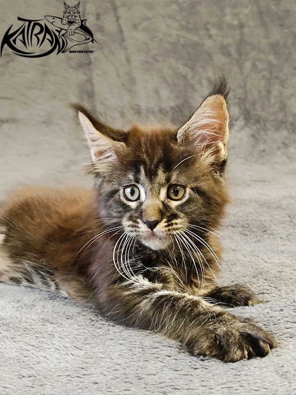 Katran Roxana - Kitten maine-coon 1 month 2 weeks