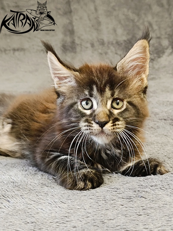 Katran Roxana - Kitten maine-coon 1 month 2 weeks