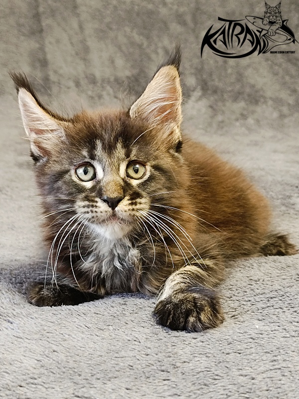 Katran Roxana - Kitten maine-coon 1 month 2 weeks