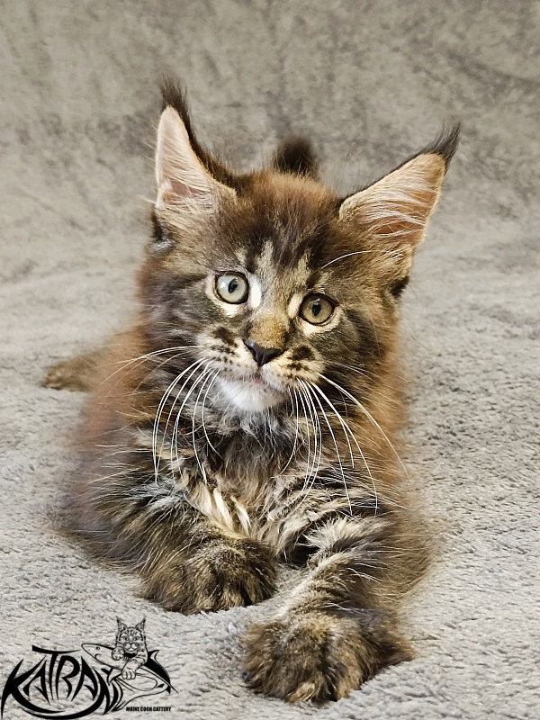 Katran Roxana - Kitten maine-coon 1 month 2 weeks