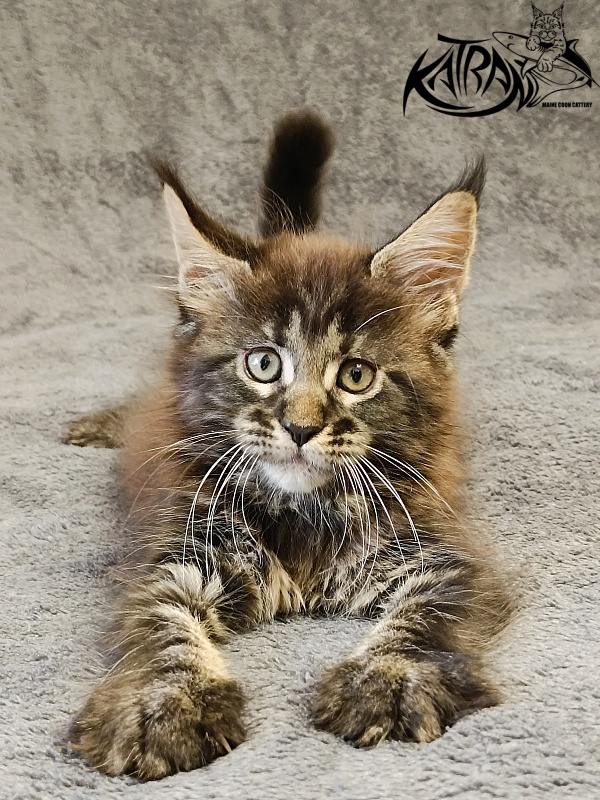 Katran Roxana - Kitten maine-coon 1 month 2 weeks