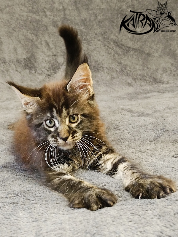 Katran Roxana - Kitten maine-coon 1 month 2 weeks