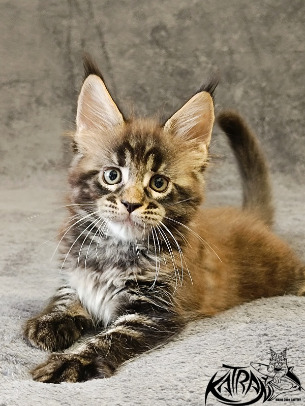 Katran  Royce - Kitten maine-coon 1 month 2 weeks