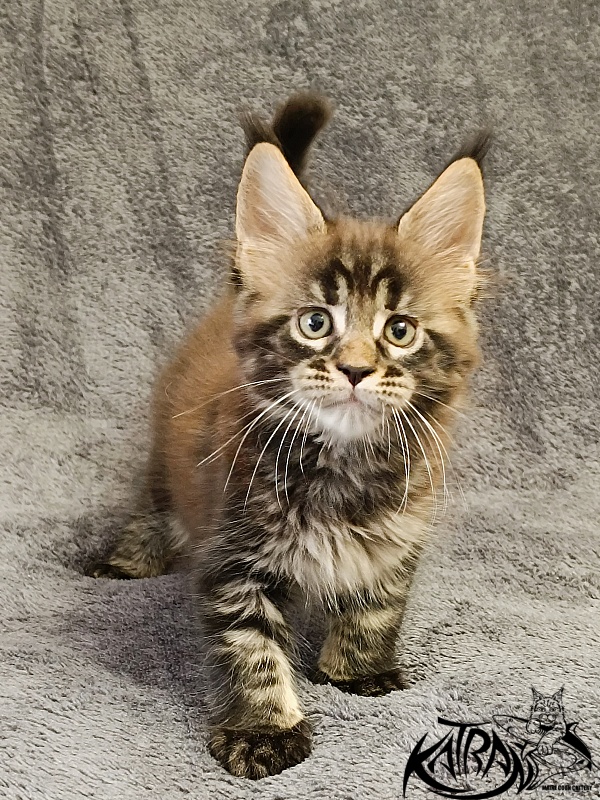 Katran  Royce - Kitten maine-coon 1 month 2 weeks