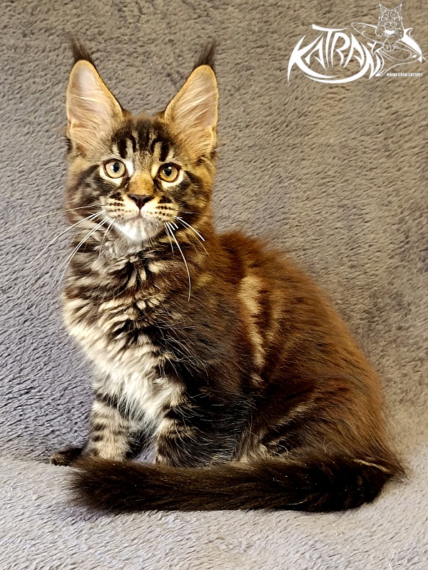 Katran  Royce - Kitten maine-coon 2 months 1 week