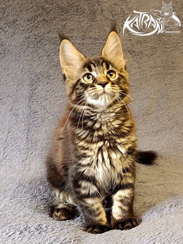 Katran  Royce - Kitten maine-coon 2 months 1 week