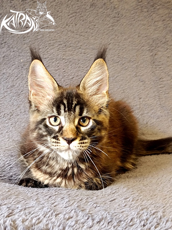 Katran  Royce - Kitten maine-coon 2 months 1 week